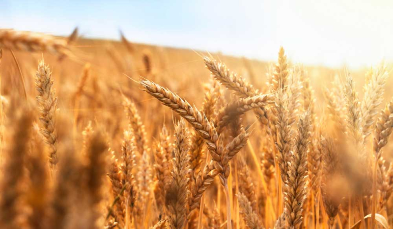 Worauf Sie beim Kauf von Spermidin-Produkten achten sollten
